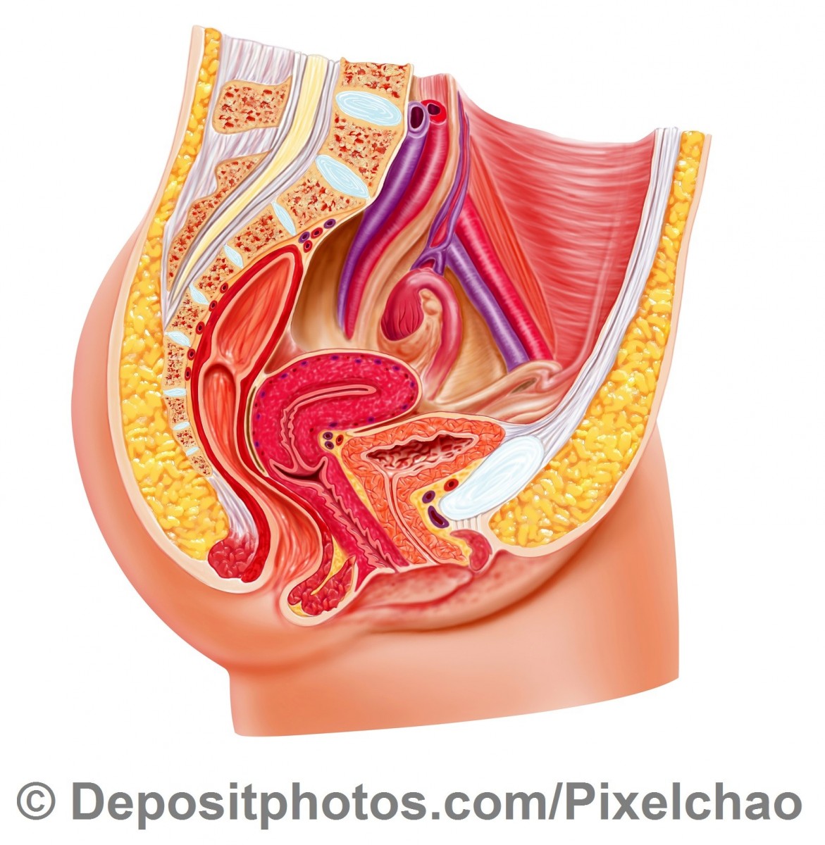 Anatomy female reproductive system, cutaway. — Zdjęcie stockowe
