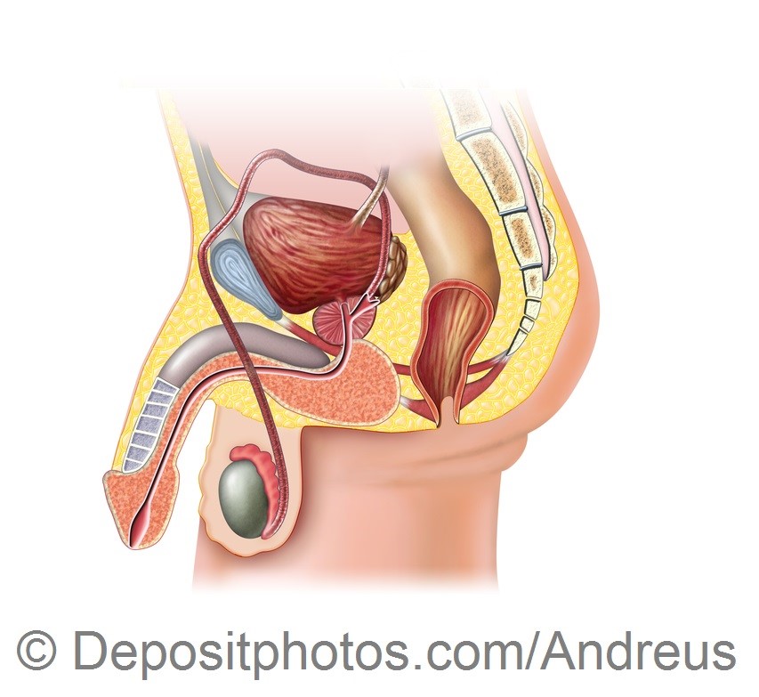 Male reproductive system — Zdjęcie stockowe